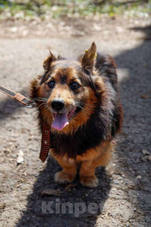 Собаки в других городах Московской области: Я Крош! ))) Мальчик, Бесплатно - фото 3