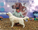 Собаки в Ставрополе: Высокопородные щенки золотистого ретривера от выставочных родителей Мальчик, Бесплатно - фото 9