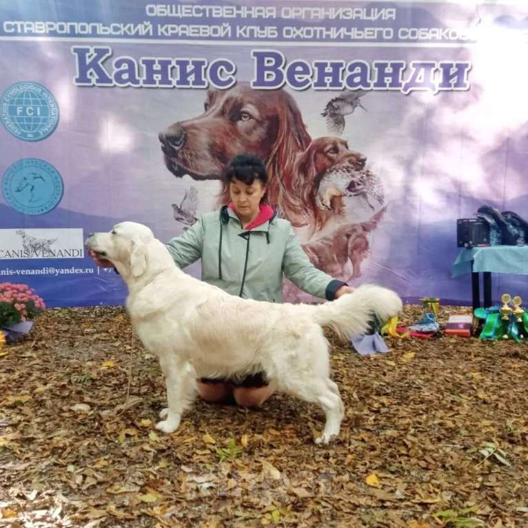 Собаки в Ставрополе: Высокопородные щенки золотистого ретривера от выставочных родителей Мальчик, Бесплатно - фото 9