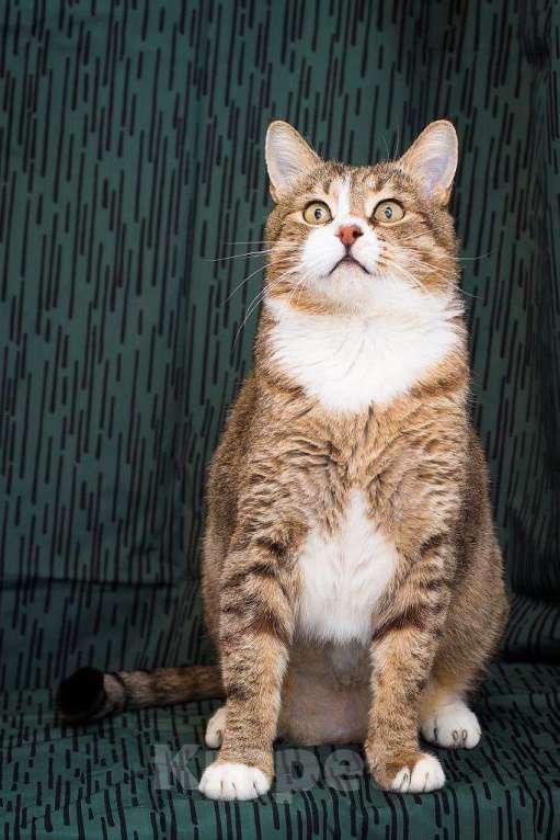 Кошки в Москве: Умный, харизматичный и нежный кот Арсений в добрые руки Мальчик, Бесплатно - фото 3