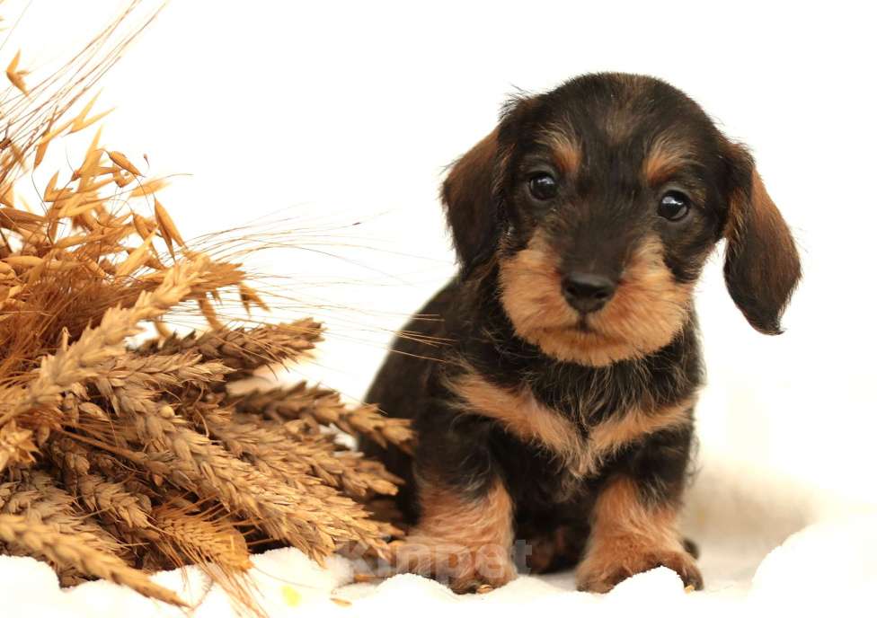 Собаки в Санкт-Петербурге: Потрясающие таксята. Питомник РКФ Мальчик, 45 000 руб. - фото 5