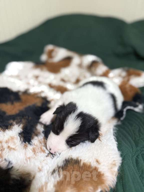 Собаки в других городах Московской области: Эбигейл Девочка, 100 руб. - фото 3