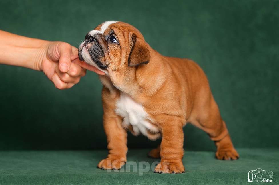 Собаки в Обнинске: Щенки английского бульдога Мальчик, 80 000 руб. - фото 9