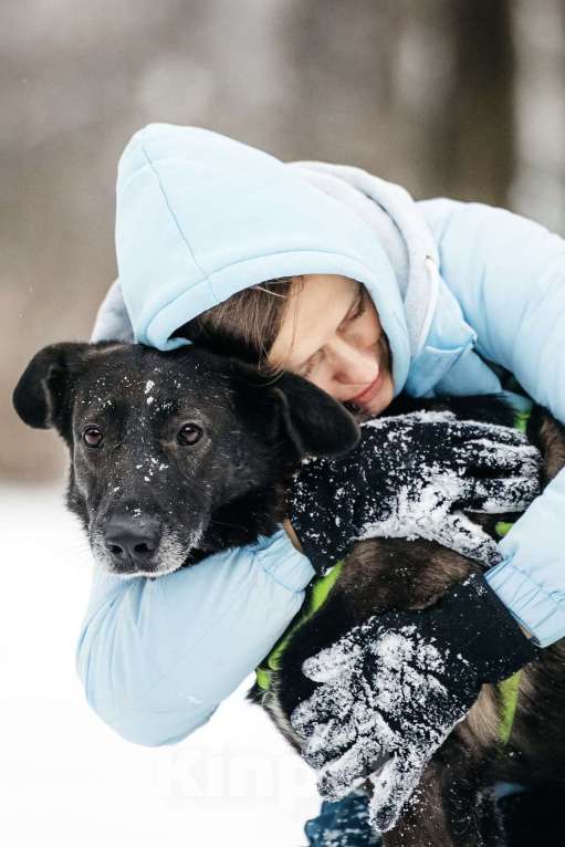 Собаки в Москве: Добрый Дали ищет дом Мальчик, Бесплатно - фото 8
