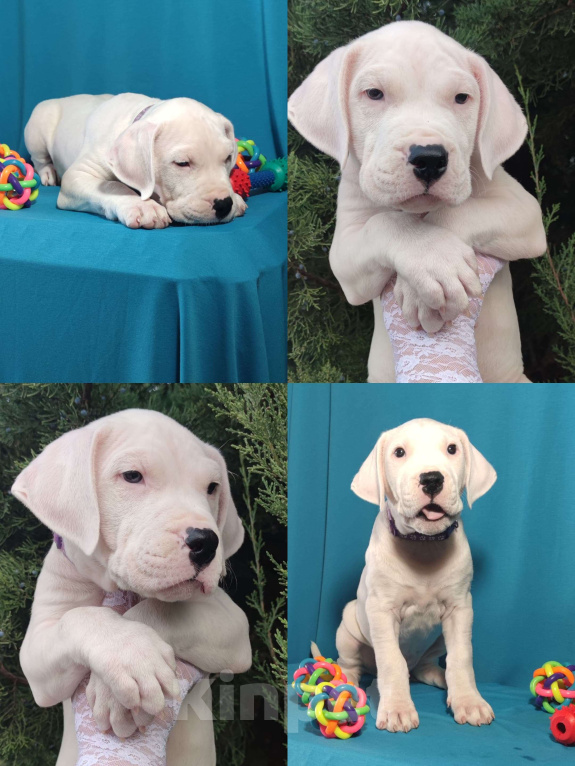 Собаки в других городах Краснодарского края: Продаются Щенки Аргентинского Дога  Мальчик, 40 000 руб. - фото 8