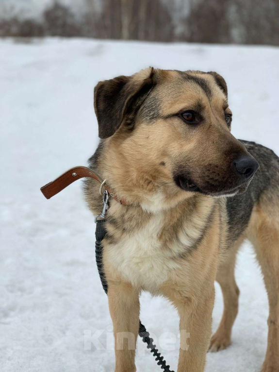 Собаки в Москве: Сэм Мальчик, Бесплатно - фото 2