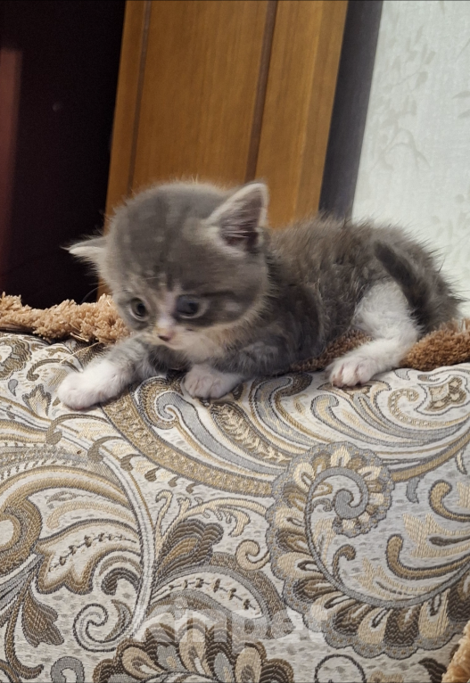 Кошки в Москве: Новый дом Девочка, Бесплатно - фото 2