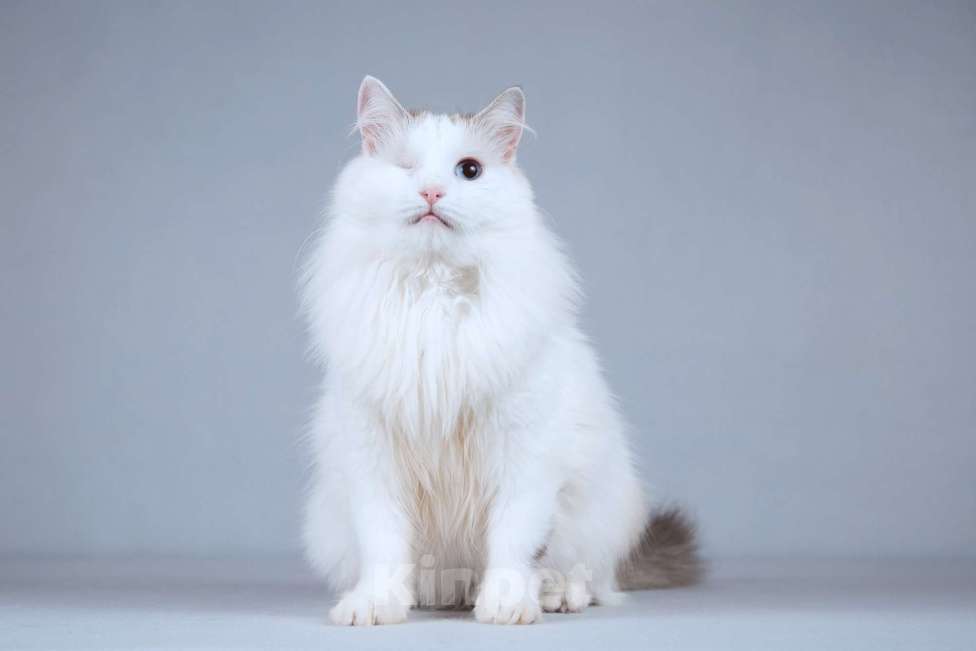 Кошки в Москве: Нежная ласковая кошечка Беатриче в добрые руки Девочка, Бесплатно - фото 5