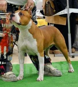 Собаки в Ростове-на-Дону: Малыши амстаффики Разнополые, 35 000 руб. - фото 1