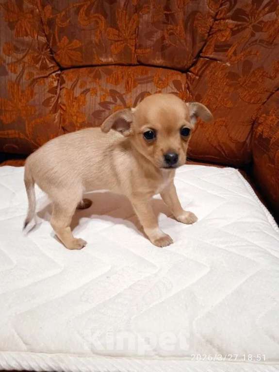 Собаки в других городах Московской области: Продаю щенка Девочка, Бесплатно - фото 3