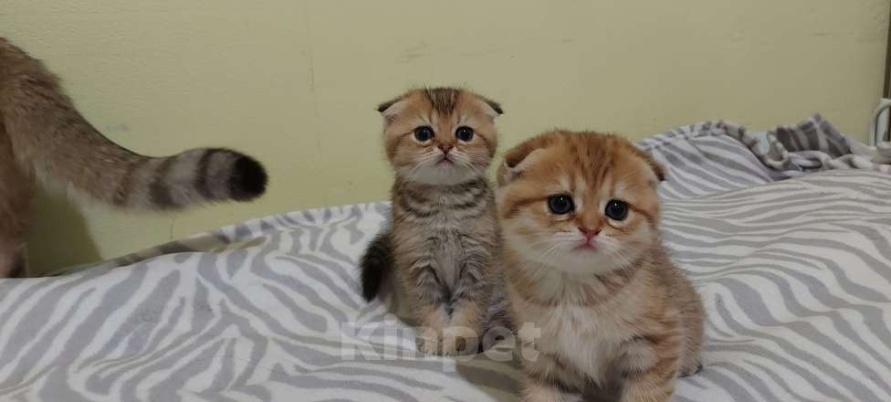 Кошки в Санкт-Петербурге: Шотландский вислоухй Мальчик, 30 000 руб. - фото 4