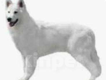 Собаки в Москве: лалала Мальчик, Бесплатно - фото 1