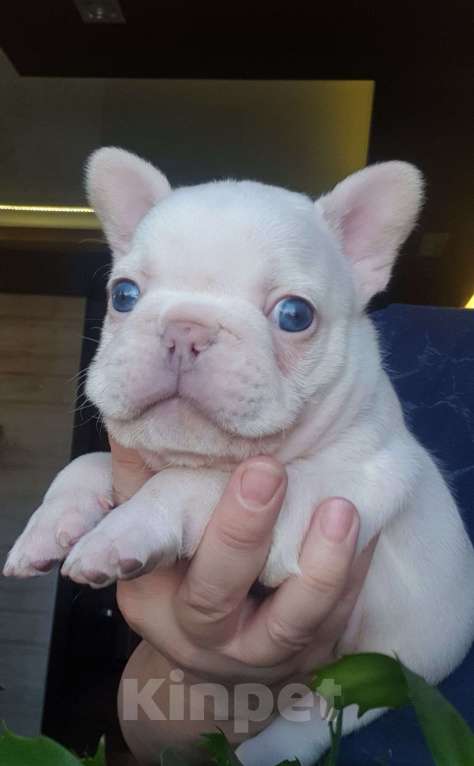 Собаки в Москве: Мальчик Лилак Платинум Мальчик, 80 000 руб. - фото 3