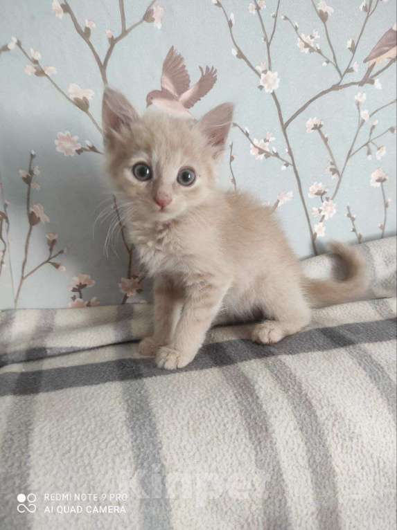 Кошки в Москве: Шпунтик ищет дом!  Мальчик, Бесплатно - фото 2