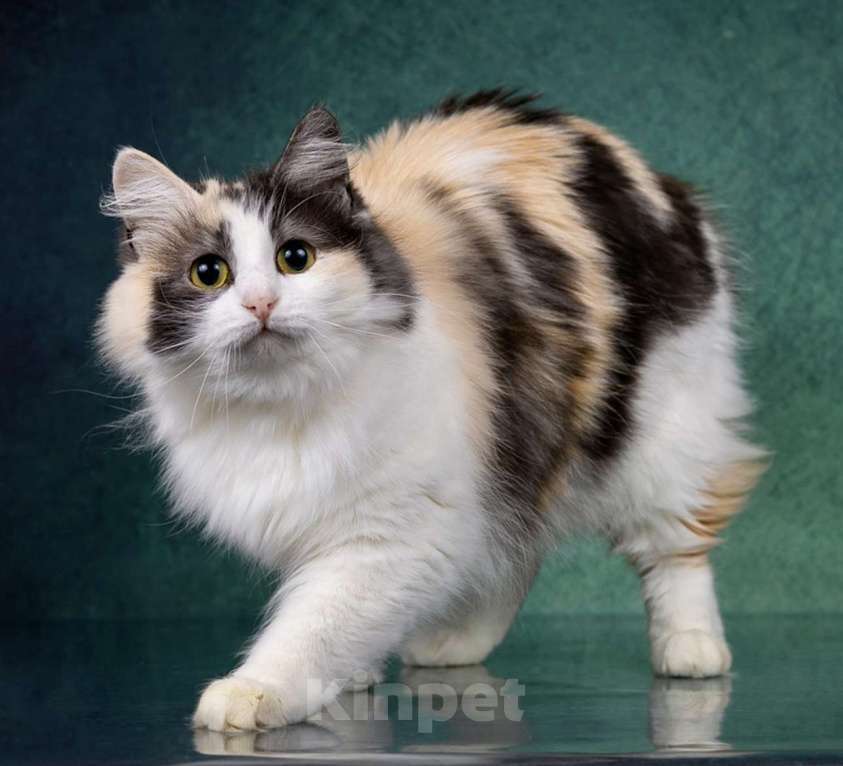 Кошки в Москве: Трехцветные кошки в добрые руки Девочка, Бесплатно - фото 4