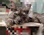 Кошки в Санкт-Петербурге: Котёнок мейн-кун чëрный дым👌 Мальчик, 45 000 руб. - фото 5