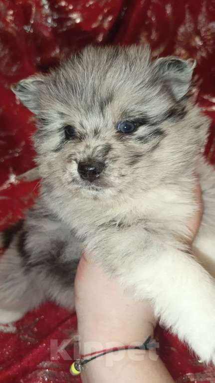 Собаки в Кировграде: Шикарные детки Девочка, 14 000 руб. - фото 2