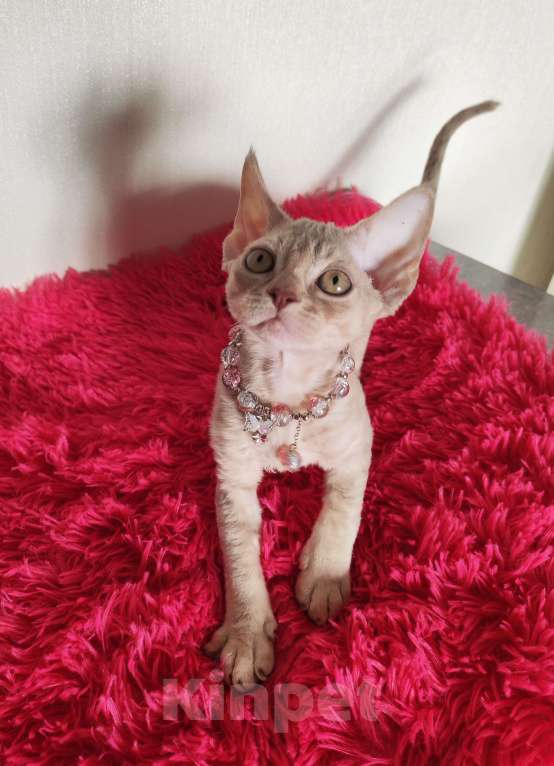 Кошки в Горячем Ключе: Котенок Девон Рекс девочка лиловая табби Девочка, 60 000 руб. - фото 7