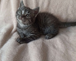 Кошки в Краснодаре: Котята в добрые руки Мальчик, Бесплатно - фото 4