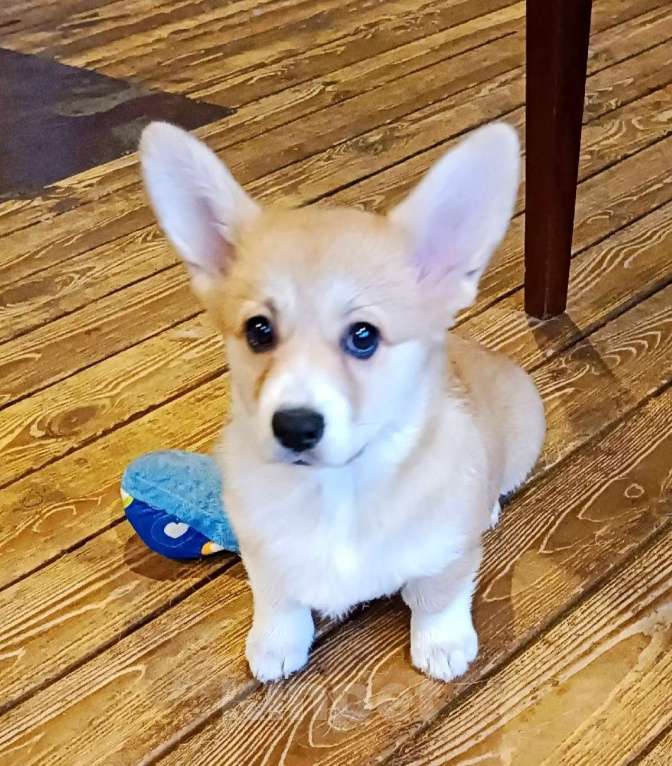 Собаки в других городах Ленинградской области: Продаются щенки вельш корги пемброк Мальчик, 70 000 руб. - фото 1