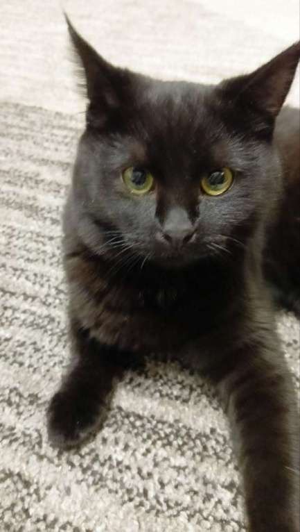 Кошки в Москве: Очаровательные котята Василий и Багира ищут свои семьи! Мальчик, Бесплатно - фото 2