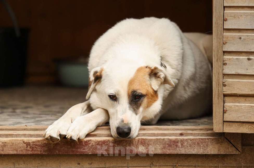 Собаки в Химках: Жучок Мальчик, Бесплатно - фото 4