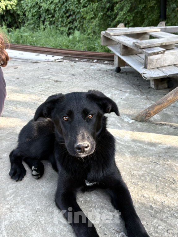 Собаки в других городах Краснодарского края: Уникальный щенок «ризеновчарик» девочка Эми Девочка, 1 000 руб. - фото 7