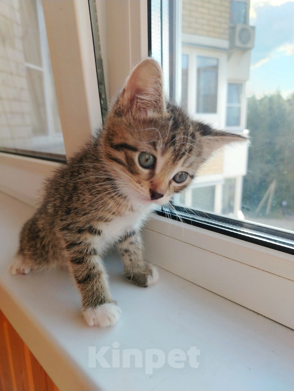 Кошки в Лобне: Котёнок крошка Енот 1,5 мес Мальчик, Бесплатно - фото 4