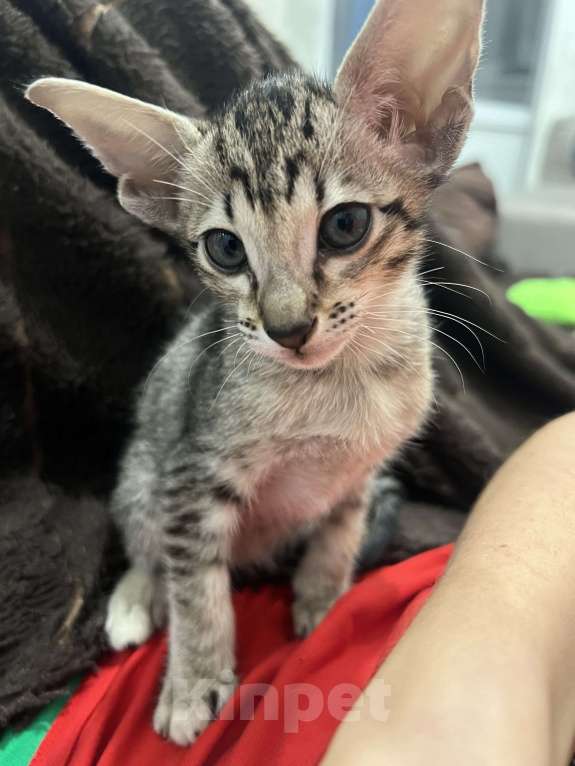 Кошки в Ростове-на-Дону: Ориентальный мальчишка Мальчик, 25 000 руб. - фото 3