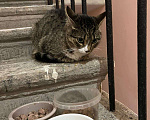 Кошки в Санкт-Петербурге: Подброшенный котик Мальчик, Бесплатно - фото 2