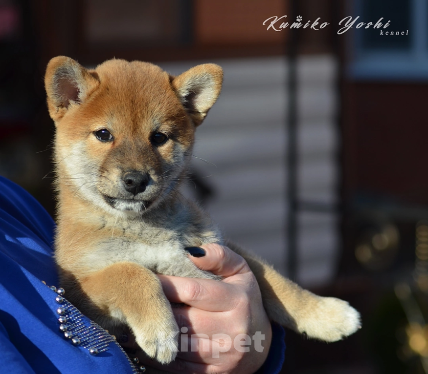 Собаки в Твери: Сиба ину щенки питомник Kumiko yoshi девочка Девочка, Бесплатно - фото 1