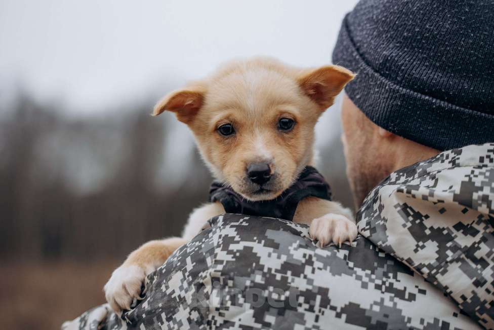 Собаки в Москве: Щенок из приюта ищет дом и семью! Мальчик, Бесплатно - фото 4