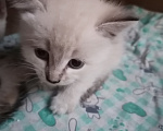 Кошки в Рассказово: Котята в добрые руки Мальчик, Бесплатно - фото 2