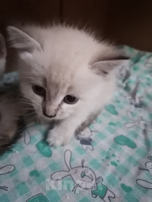 Кошки в Рассказово: Котята в добрые руки Мальчик, Бесплатно - фото 2
