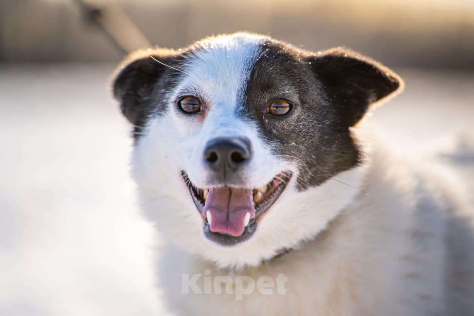 Собаки в Клине: Ласка — озорная попрыгунья Девочка, Бесплатно - фото 7