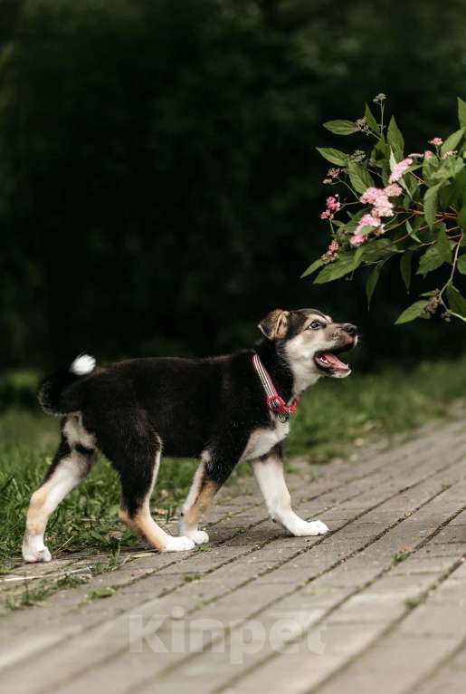 Собаки в Москве: Щенок девочка в добрые руки  Девочка, Бесплатно - фото 3