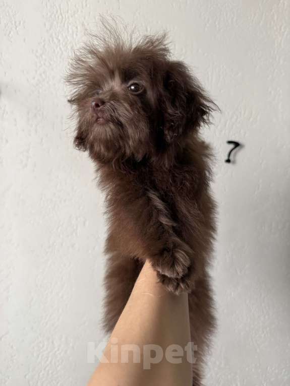 Собаки в Москве: Продам девочку мальтипу мини F1. Возраст 3,5 месяца. Вес до 2 кг, сейчас весит 1,4 кг.  Девочка, 35 000 руб. - фото 2