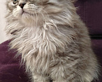 Кошки в Балашихе: Шотландские котята Мальчик, 10 000 руб. - фото 1