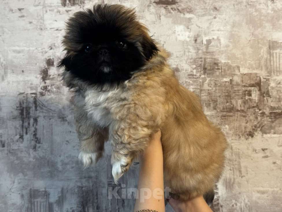 Собаки в Кургане: Щенок пекинеса Мальчик, 20 000 руб. - фото 2