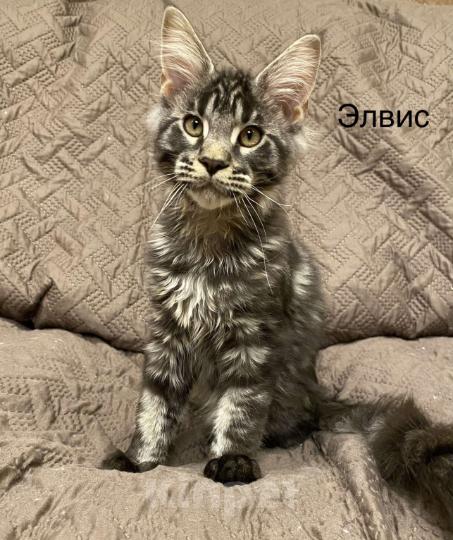 Кошки в Санкт-Петербурге: Мейн кун котенок мальчик Мальчик, 50 000 руб. - фото 3