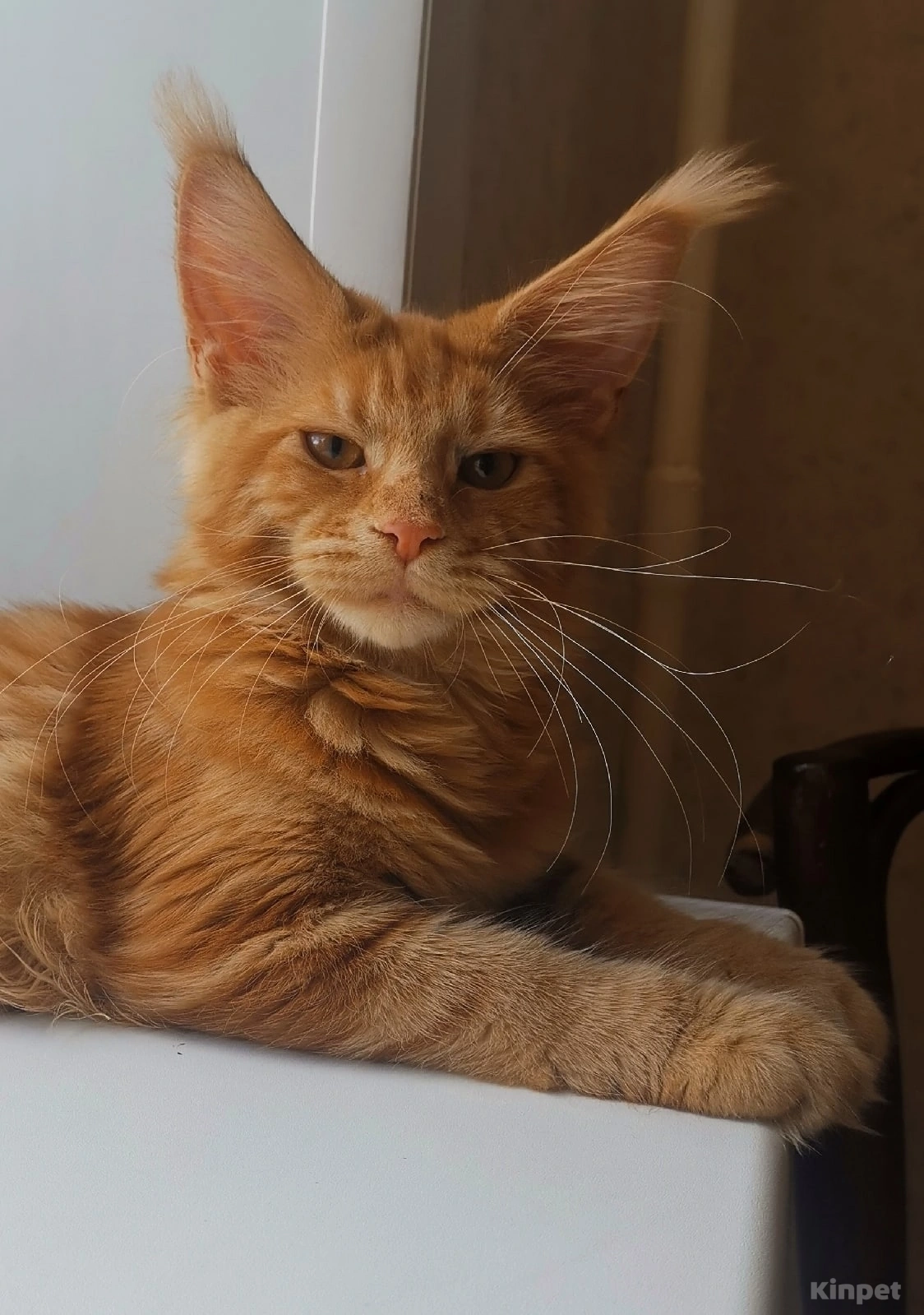 Фото и развитие котенка Мейн-кун в 1-6 месяце