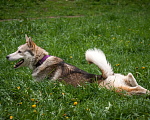 Собаки в Москве: Молодой метис хаски, волчонок Вольф ищет семью Мальчик, 111 руб. - фото 5