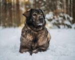 Собаки в Москве: Самая уютная собака – Амина Девочка, Бесплатно - фото 5