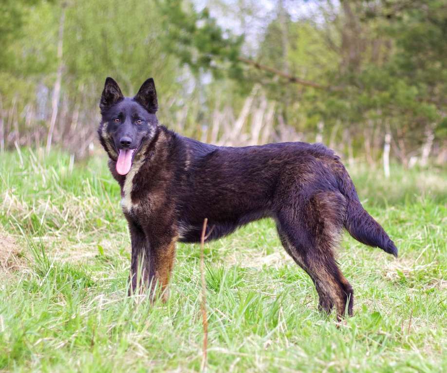 Собаки в Наро-Фоминске: Девочка, щенок, подросток Девочка, Бесплатно - фото 10