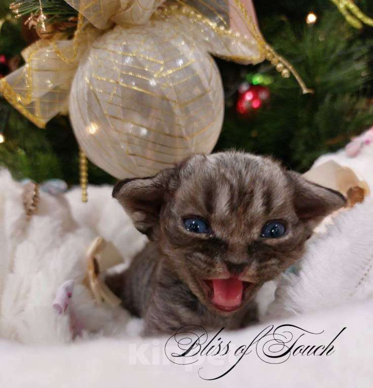 Кошки в Воронеже: Котенок девон рекс мальчик Мальчик, 100 000 руб. - фото 4