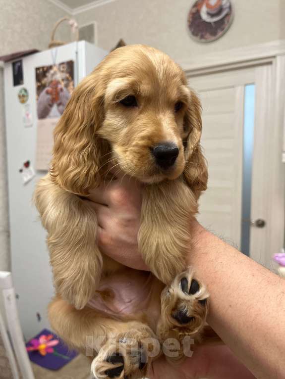 Собаки в Москве: Чистокровный ласковый кокер-спаниель  Мальчик, 60 000 руб. - фото 6