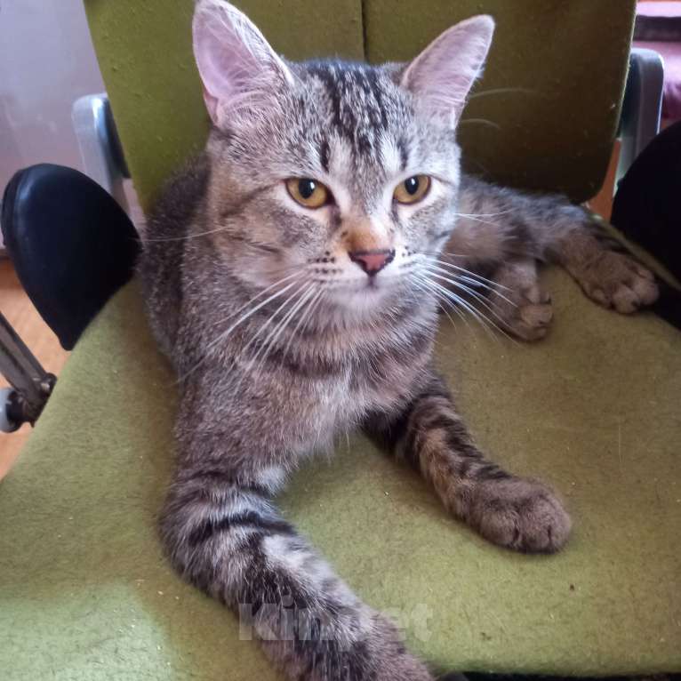 Кошки в Санкт-Петербурге: Бурмиллы, девочки.  Девочка, 5 000 руб. - фото 4