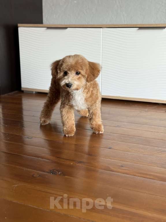 Собаки в Новосибирске: Щенок мальтипу, девочка Девочка, 45 000 руб. - фото 5