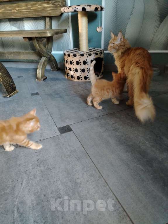 Кошки в других городах Краснодарского края: Рыжий котенок мейн-кун девочка Девочка, 13 000 руб. - фото 9