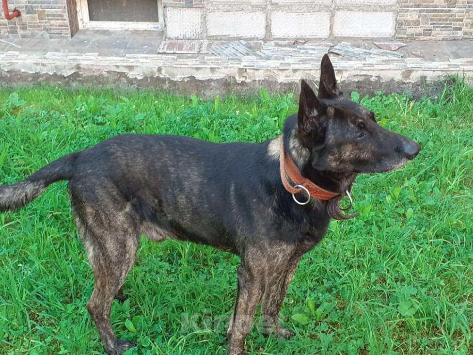 Собаки в Москве: Прекрасные щенки Голландской овчарки Девочка, 80 000 руб. - фото 2